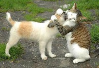 /album/naturaleza/gato-jpg/