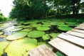 /album/fotogaleria/amacayacu1-jpg/